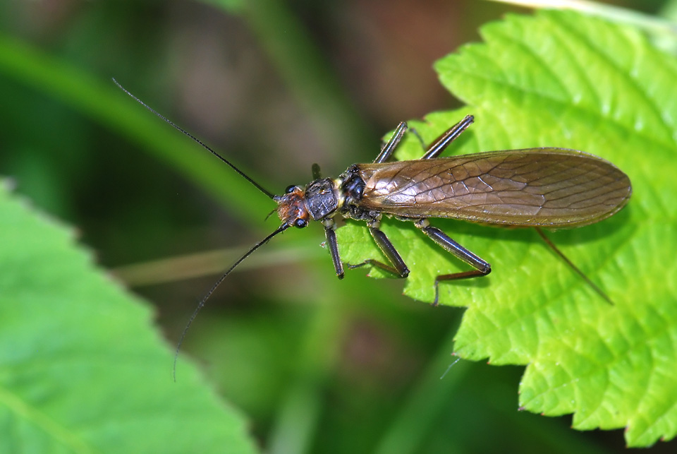 Perla marginata